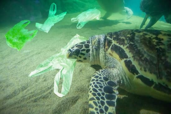 Recicla y crea a partir de bolsas de plástico. Combate la contaminación del lecho marino